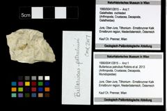 Foto (Objekt + Etiketten) von Bullariscus patruliusi (Robins et al., 2013) 